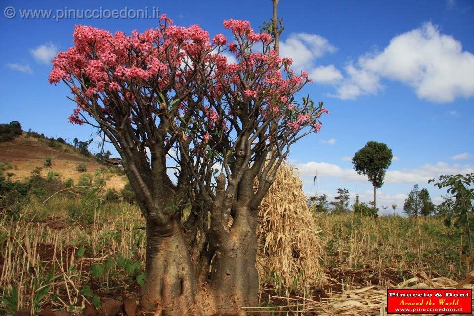 Ethiopia - 389 - Bottle tree.jpg